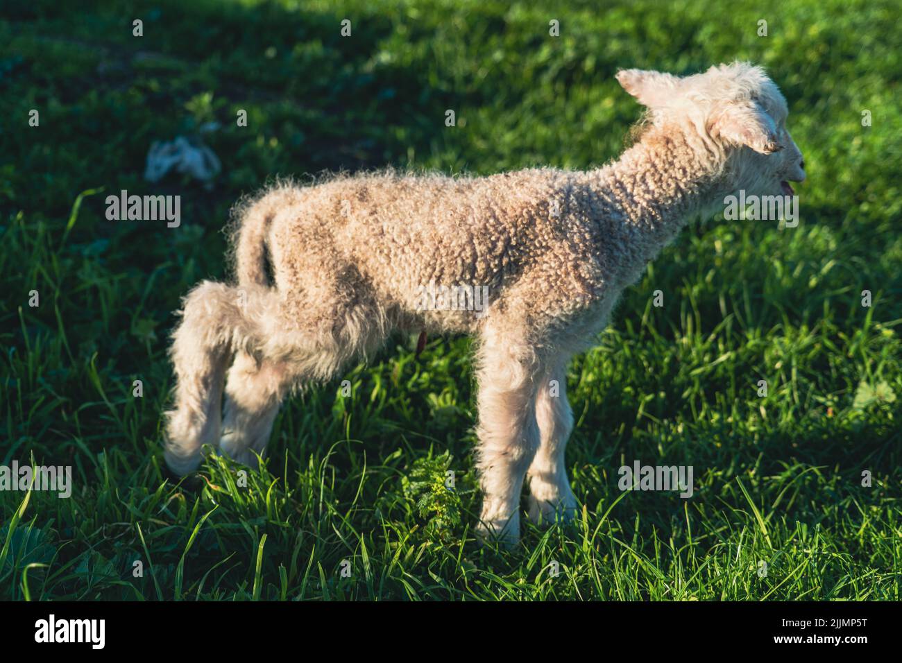 primo piano foto di agnello piccolo su erba Foto Stock