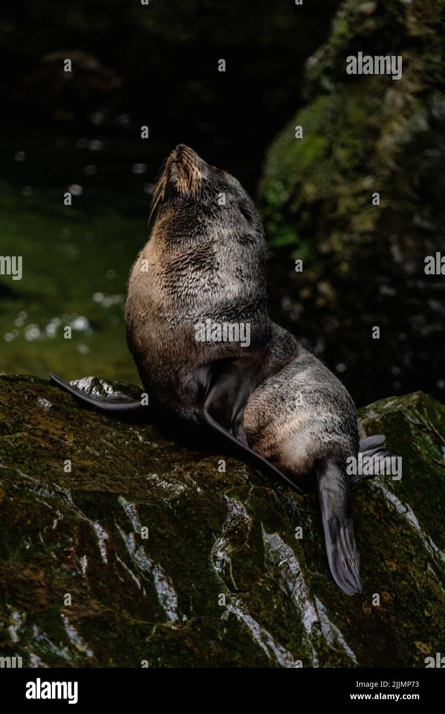 Un colpo verticale di foca sudamericana (Arctocephalus australis) Foto Stock