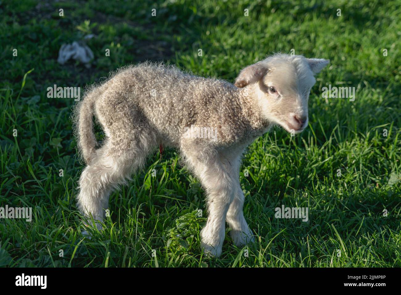 Un carino agnello bianco sull'erba Foto Stock