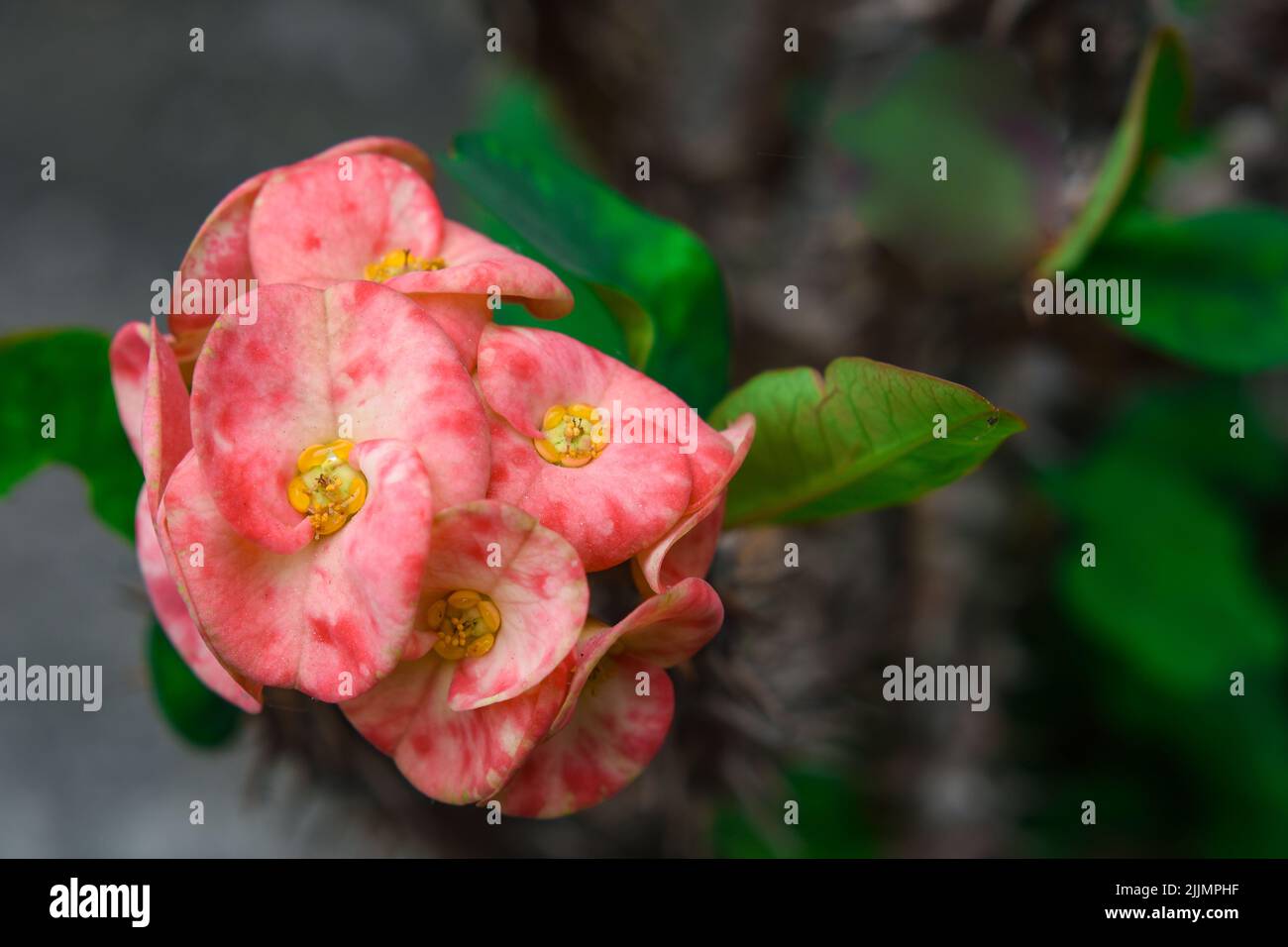 La corona di spine, detta anche spina di Cristo, è una pianta spinosa della famiglia spinosa, l'arbusto succulento contiene più steli e foglie verdi scure Foto Stock
