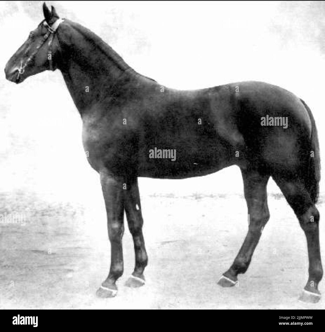 Corvette.data di nascita: 1909. Ost Prussara, svedese. Nero. MH: 159 cm. Corvettino. Nonno: Visitator. Allevatore: Proprietario terriero. Stjernsvärd, larghezza. Proprietario: Flyinge stallion. Foto Stock