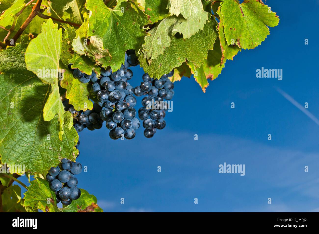 Un fuoco poco profondo di uve nere soleggiate nell'albero con cielo blu nella Moravia del Sud, Repubblica Ceca Foto Stock