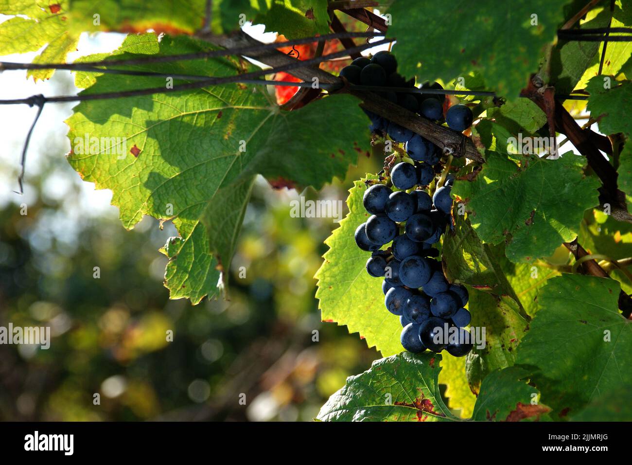 Un fuoco poco profondo di uva nera soleggiata nell'albero nella regione del vino della Moravia del sud, Repubblica Ceca Foto Stock