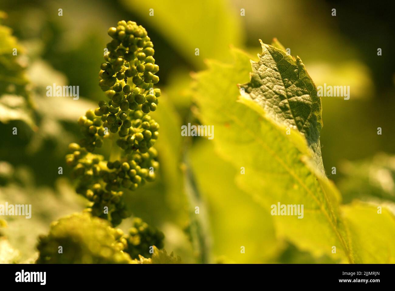 Un fuoco poco profondo di puri di uva soleggiati verdi nell'albero nella regione del vino della Moravia del sud, Repubblica ceca, Foto Stock