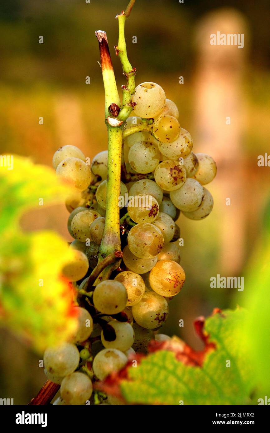 Un fuoco poco profondo di uve verdi soleggiate nell'albero nella regione vinicola della Moravia del Sud, Repubblica Ceca Foto Stock