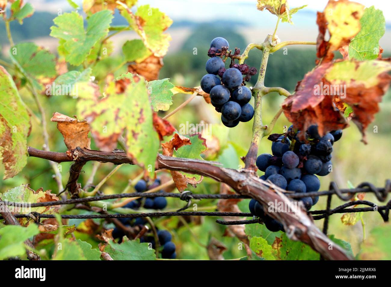 Un fuoco poco profondo di uva nera soleggiata nell'albero nella regione del vino della Moravia del sud, Repubblica Ceca Foto Stock