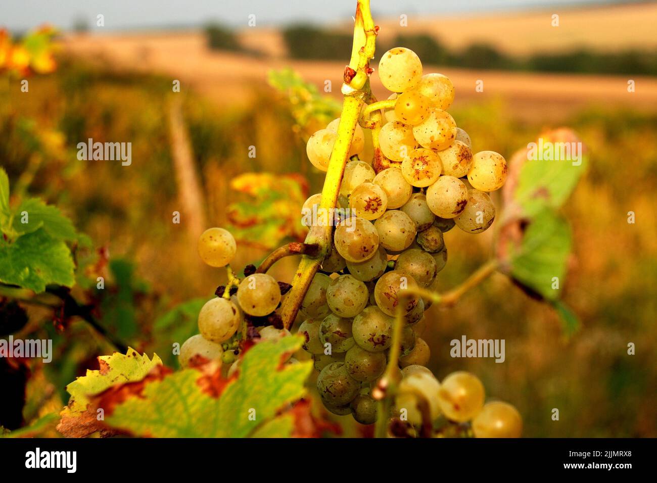Un fuoco poco profondo di uve verdi e soleggiate nell'albero nella regione vinicola della Moravia meridionale, Repubblica Ceca, Foto Stock