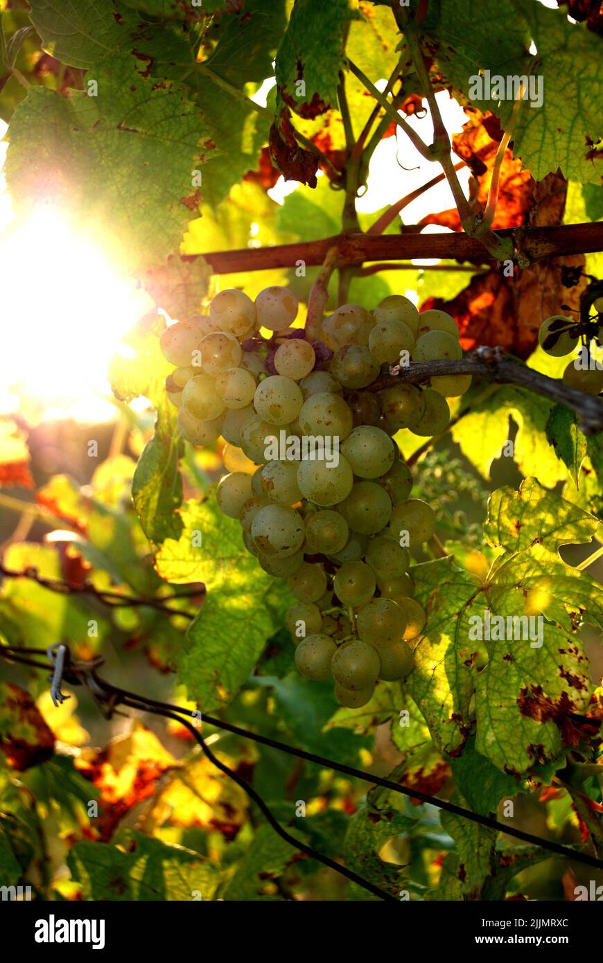 Un fuoco poco profondo di uve verdi e soleggiate nell'albero nella regione vinicola della Moravia meridionale, Repubblica Ceca, Foto Stock