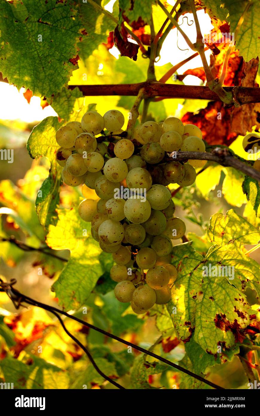 Un primo piano di uve verdi e soleggiate in fiore nell'albero della regione vinicola della Moravia meridionale, Repubblica ceca, Foto Stock