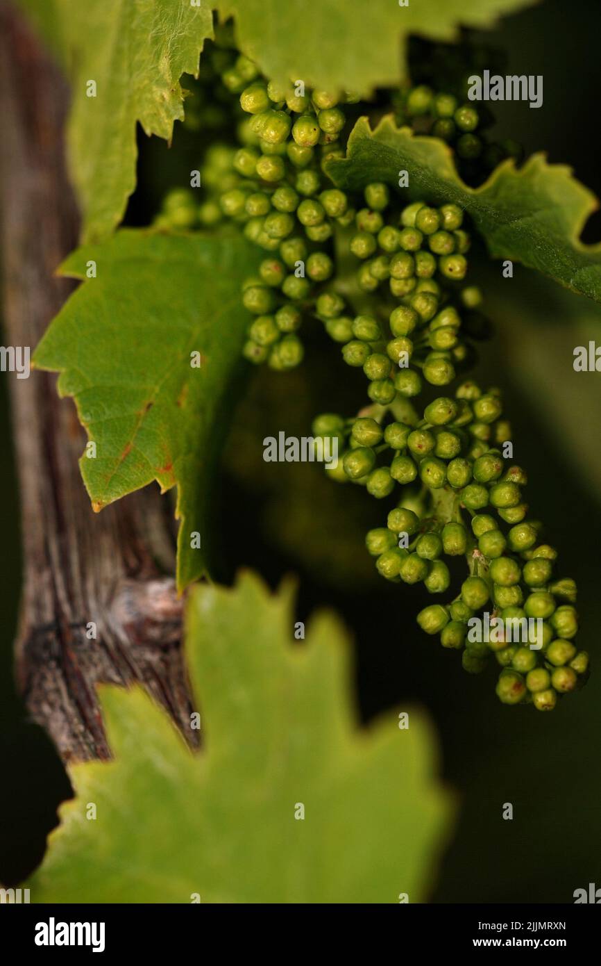 Un fuoco poco profondo di puri di uva soleggiati verdi nell'albero nella regione del vino della Moravia del sud, Repubblica ceca, Foto Stock
