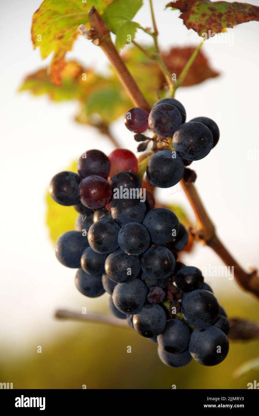 Un fuoco poco profondo di uva nera soleggiata nell'albero nella regione del vino della Moravia del sud, Repubblica Ceca Foto Stock