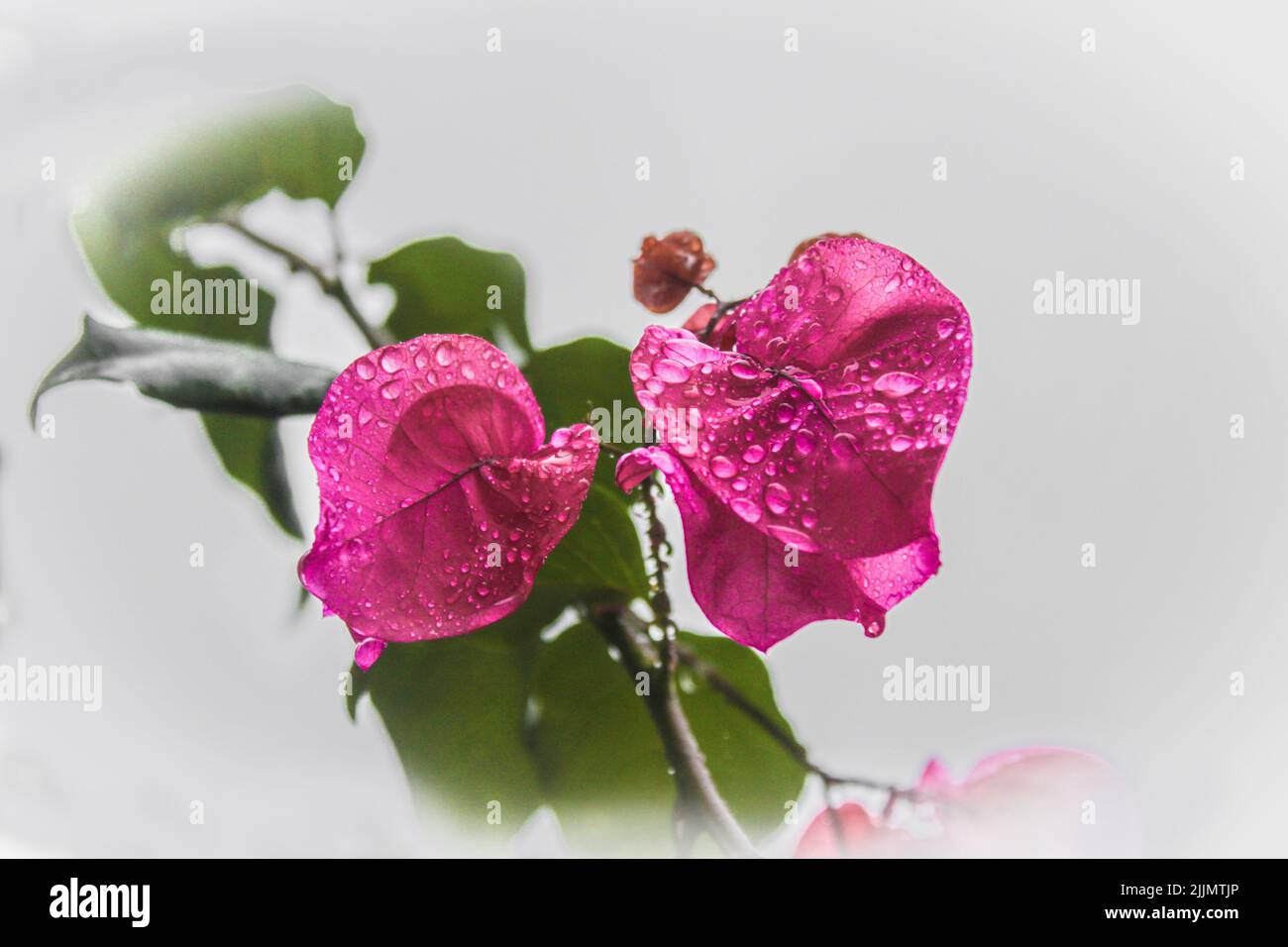 Primo piano di bouganvillea rosa con dw o gocce d'acqua su sfondo biancastro bokeh con spazio per la copia. Foto Stock