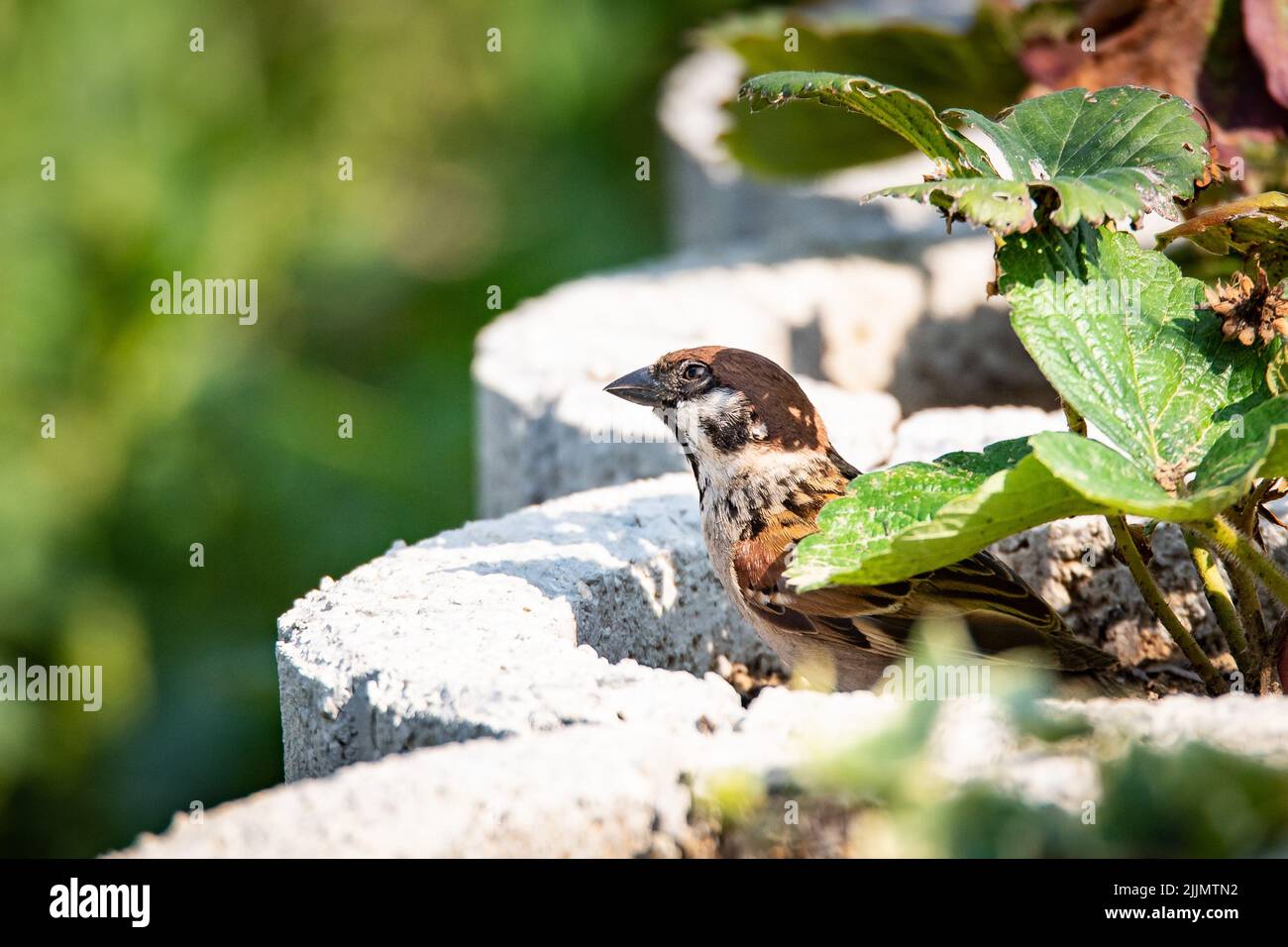 Un passero marrone, casa in piedi su un muro con uno sfondo sfocato Foto Stock