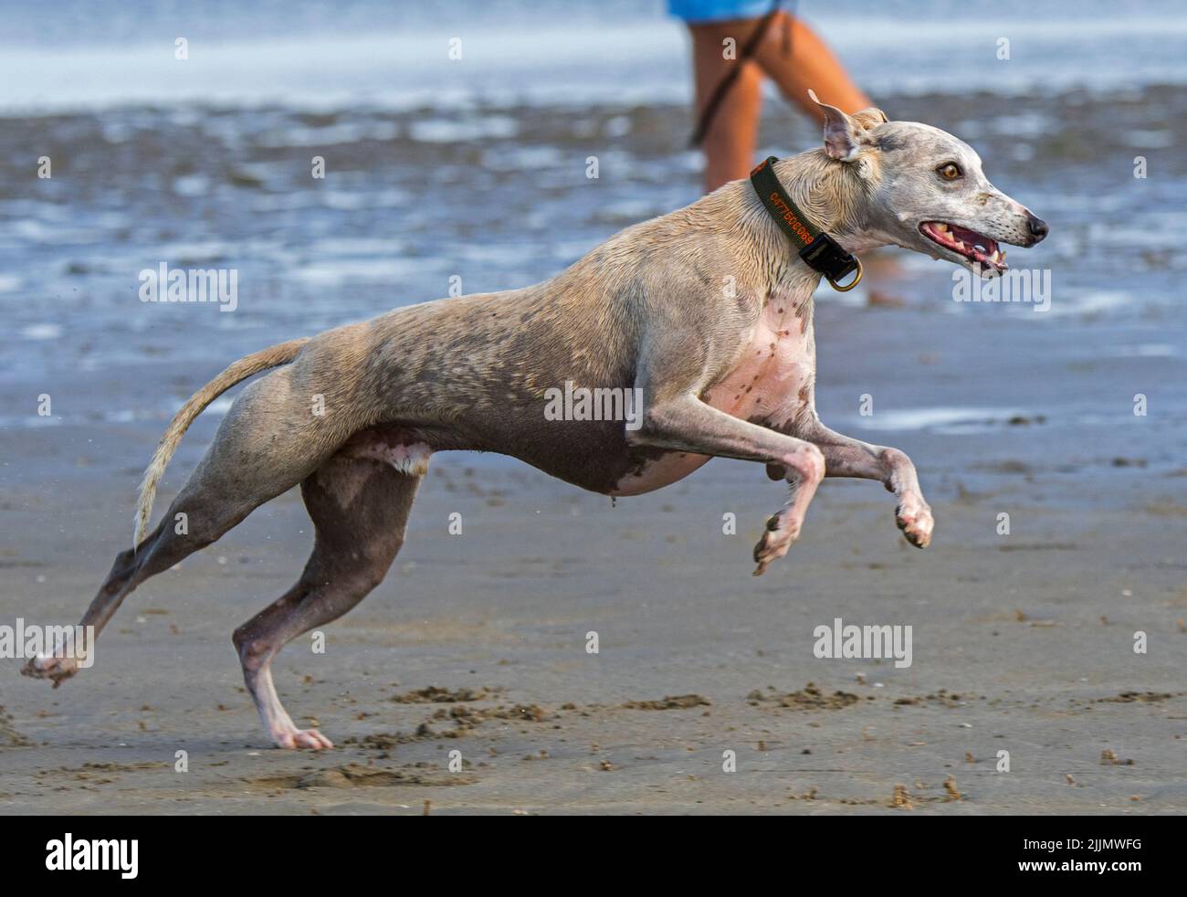 Sighthound corre veloce sulla spiaggia di sabbia lungo la costa Foto Stock