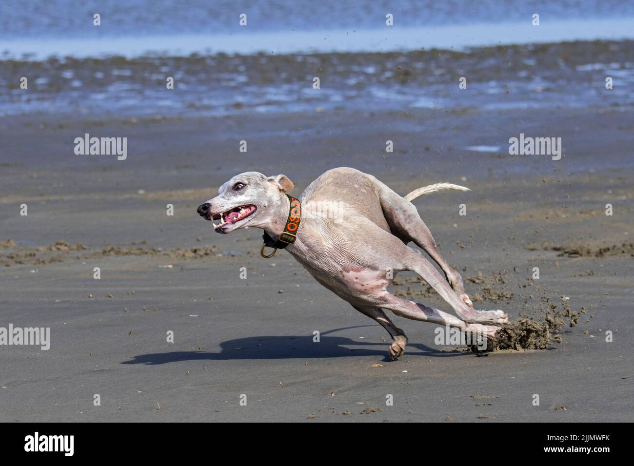 Sighthound corre veloce sulla spiaggia di sabbia lungo la costa Foto Stock