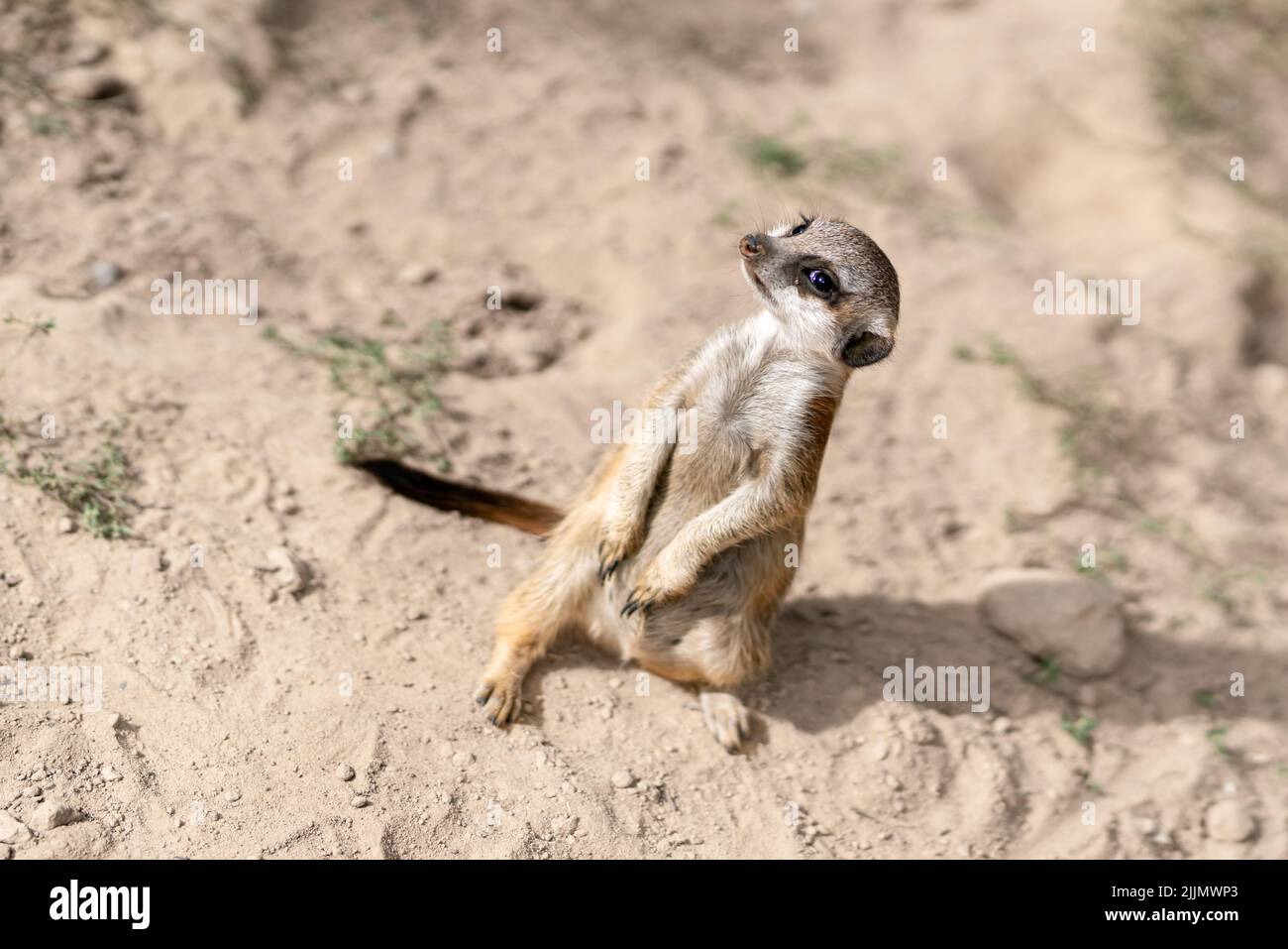 Un primo colpo di un adorabile meerkat sulla sabbia Foto Stock