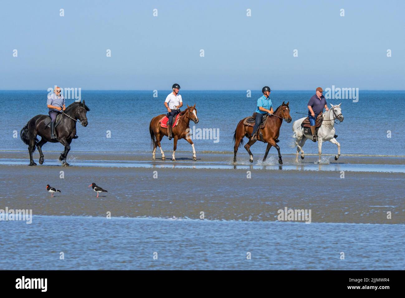 Quattro cavalieri anziani / anziani / cavalieri a cavallo sulla spiaggia sabbiosa lungo la costa del Mare del Nord in estate Foto Stock