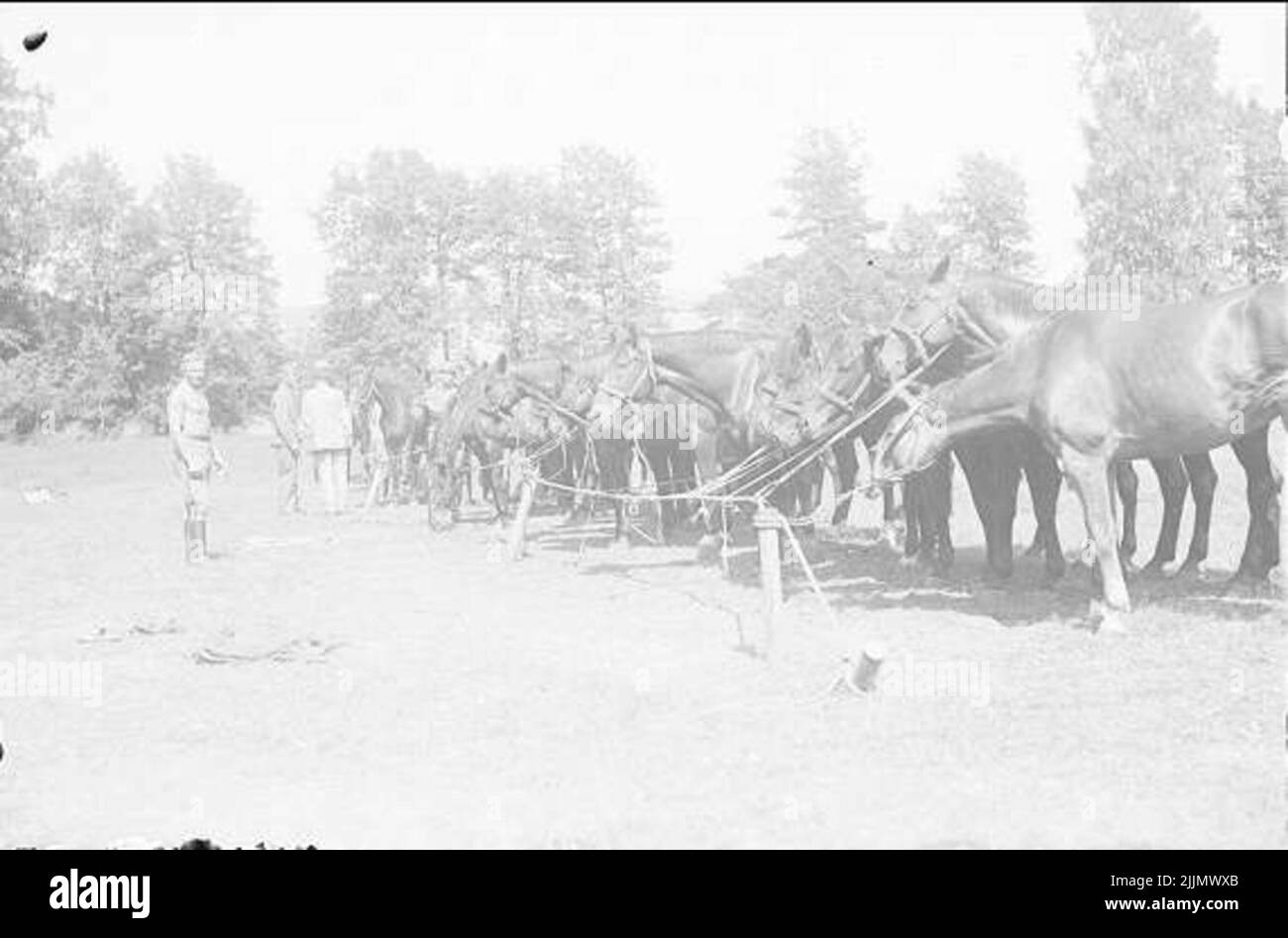 I cavalli legati nella linea di scrub nel bivack. Foto Stock