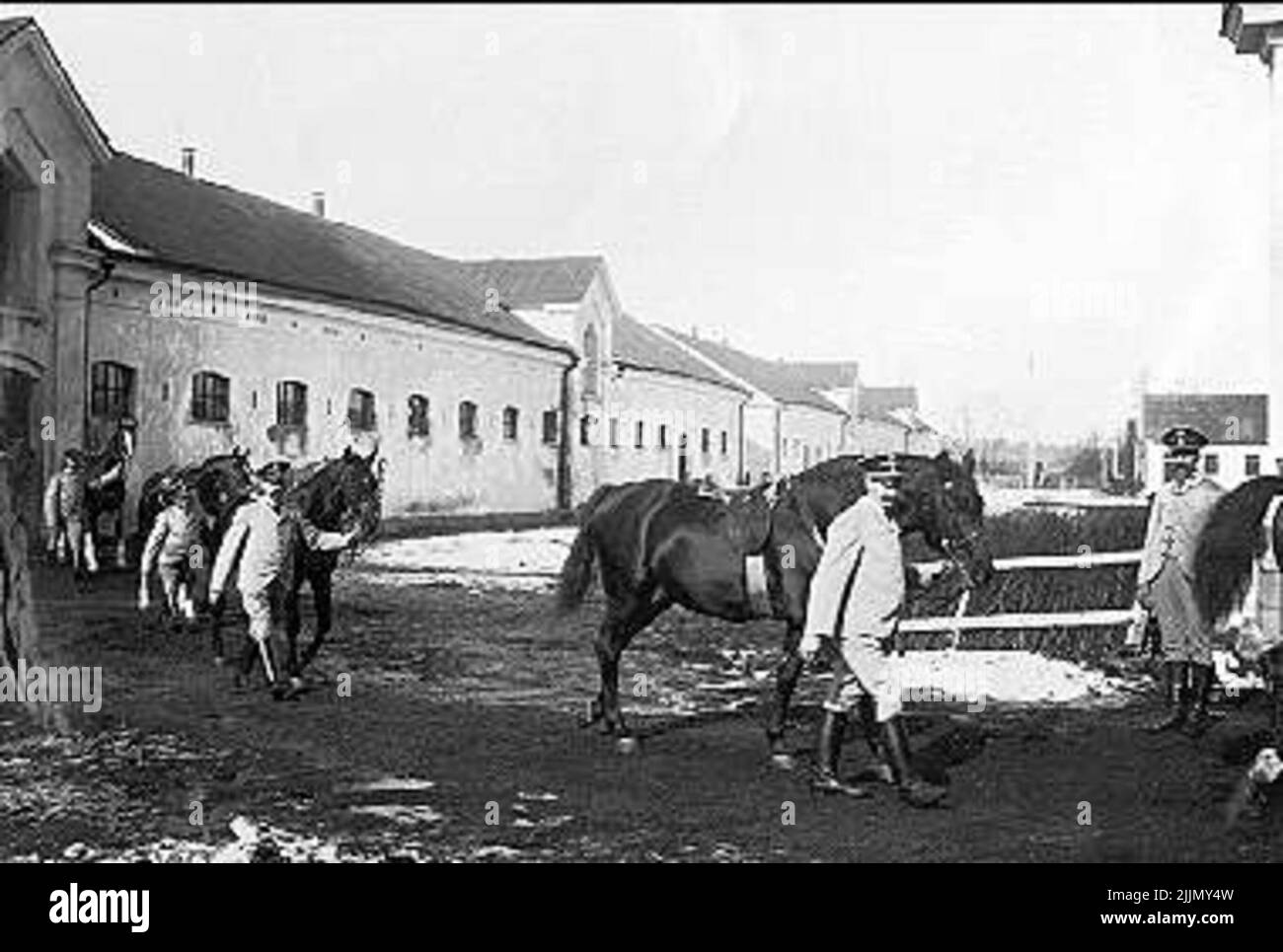 Gli stalloni in cammino dalla scuderia al maneggio. Foto Stock Gli stalloni in cammino dalla scuderia al maneggio. Foto Stock