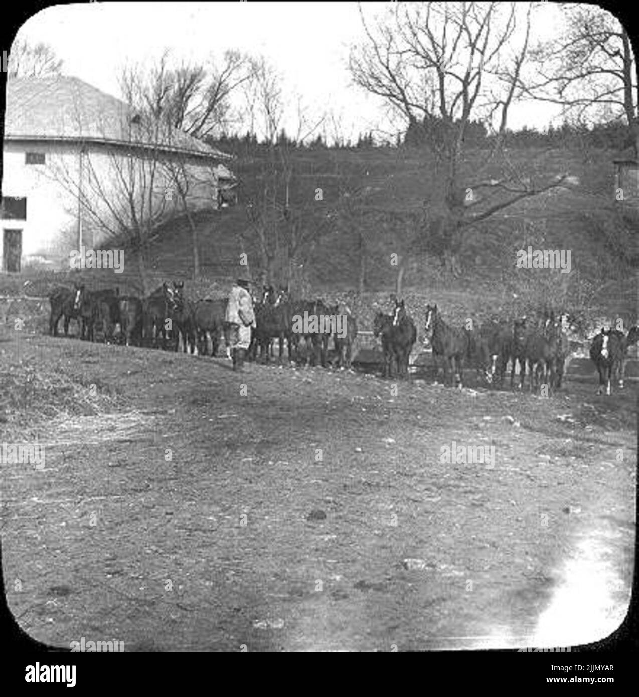 Foto di Oraodena, merci nella Galizia orientale. I cavalli giovani sono innaffati. Foto Stock