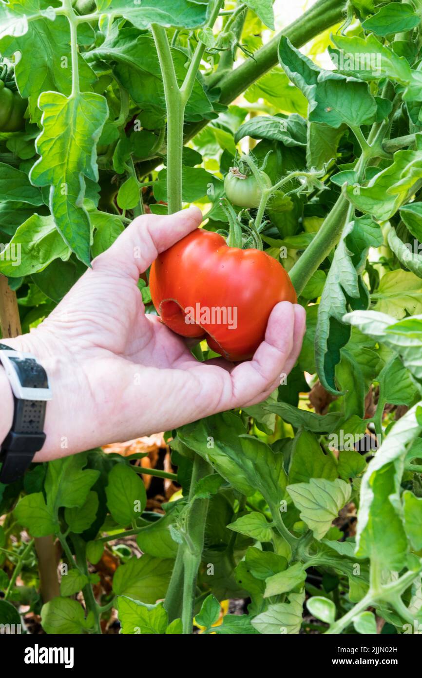 Donna che raccoglie il pomodoro di Marmande, Solanum lycopersicum, che cresce nella sua serra. Foto Stock