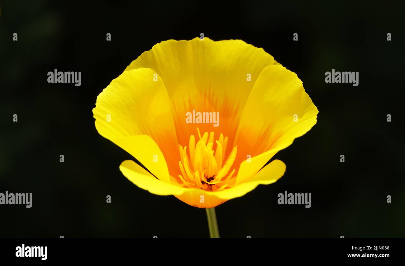 Escholzia fiori californiani primo piano molto delicato e bello Foto Stock