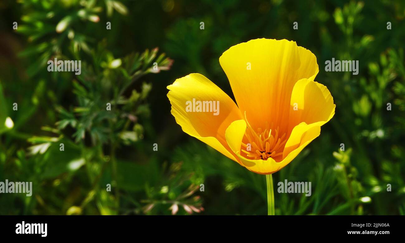Escholzia fiori californiani primo piano molto delicato e bello Foto Stock