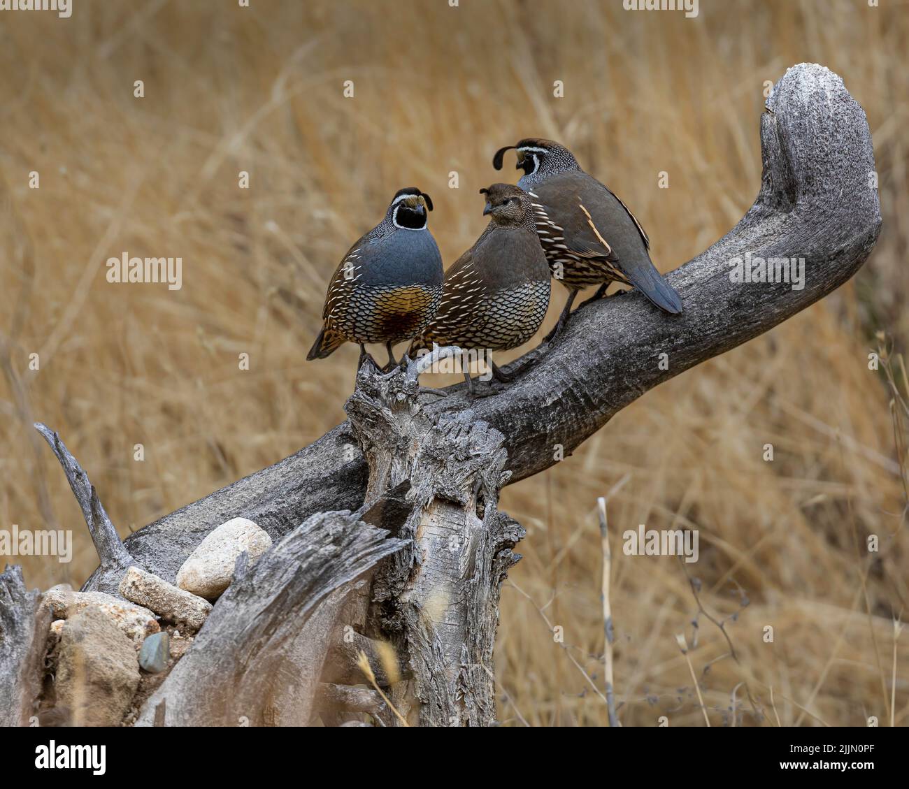 Un gregge di californiane crested quaglia appollaiato su un tronco contro uno sfondo sfocato Foto Stock