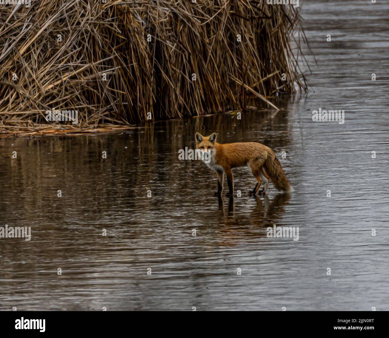 Una volpe rossa solita sulle acque poco profonde in cerca di preda Foto Stock