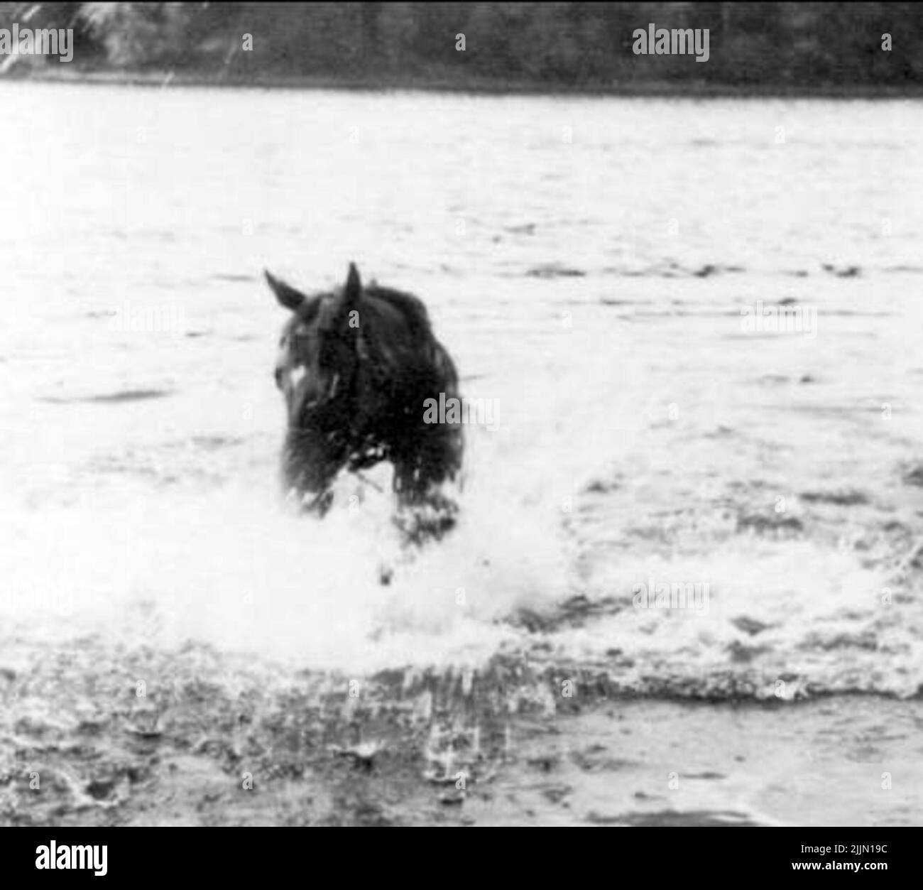 ------ --- si fermò sulle gambe posteriori e montò l'acqua con le gambe anteriori --- --- Foto Stock