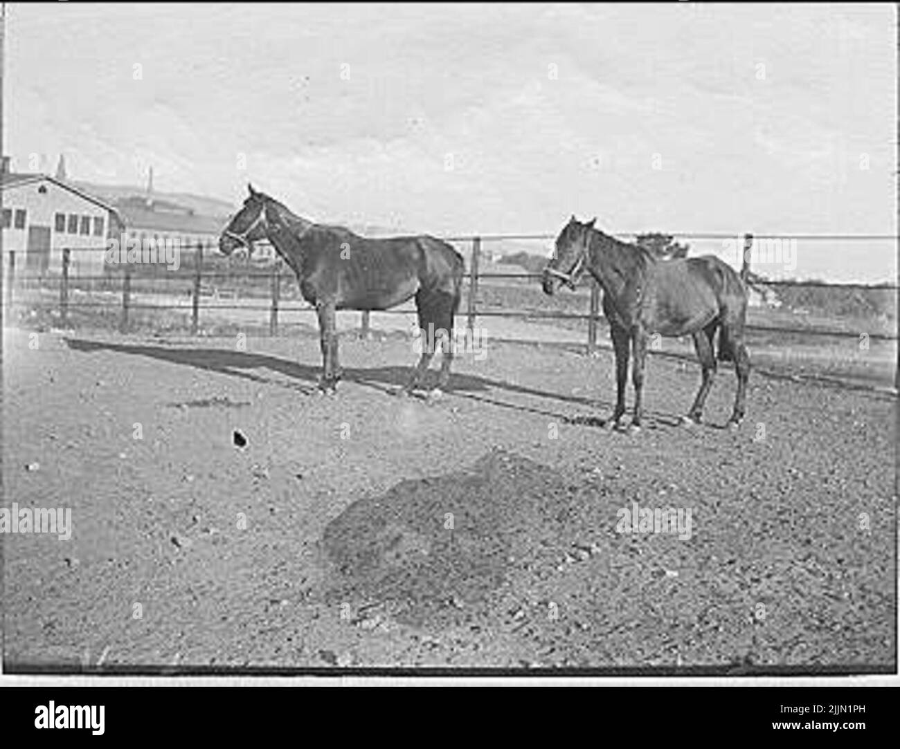 Cavalli tribali Foto Stock