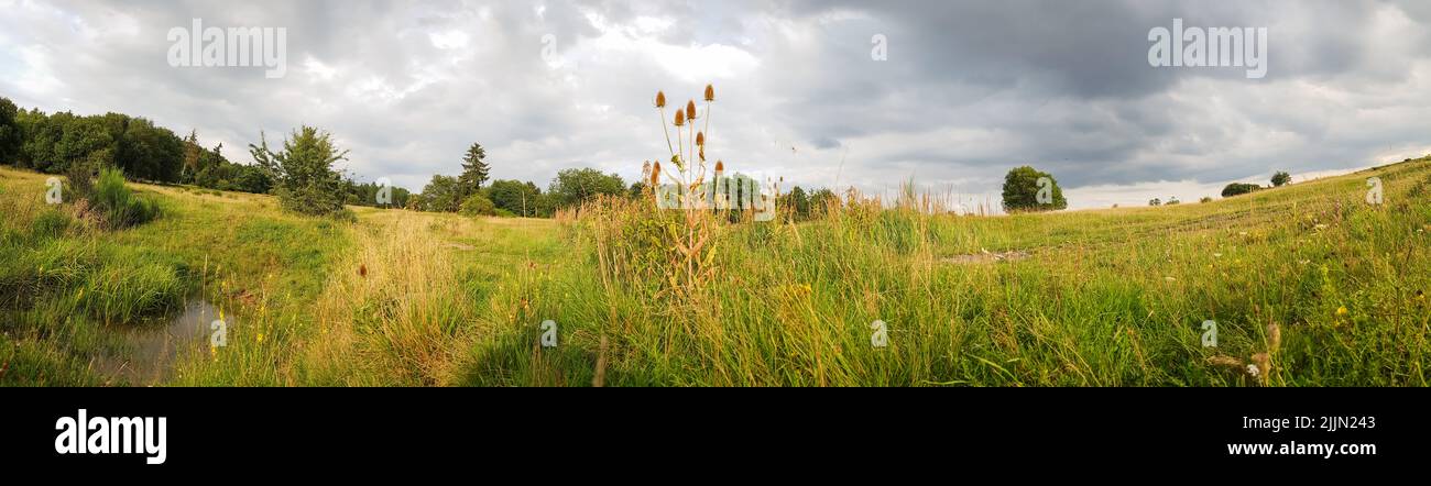 Uno scatto panoramico di un campo con piante e alberi diversi. Foto Stock