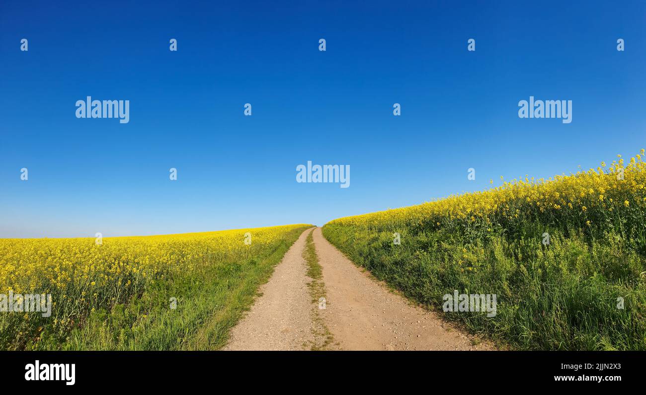 Una vista panoramica di un sentiero in un campo verde aperto in una giornata di sole Foto Stock
