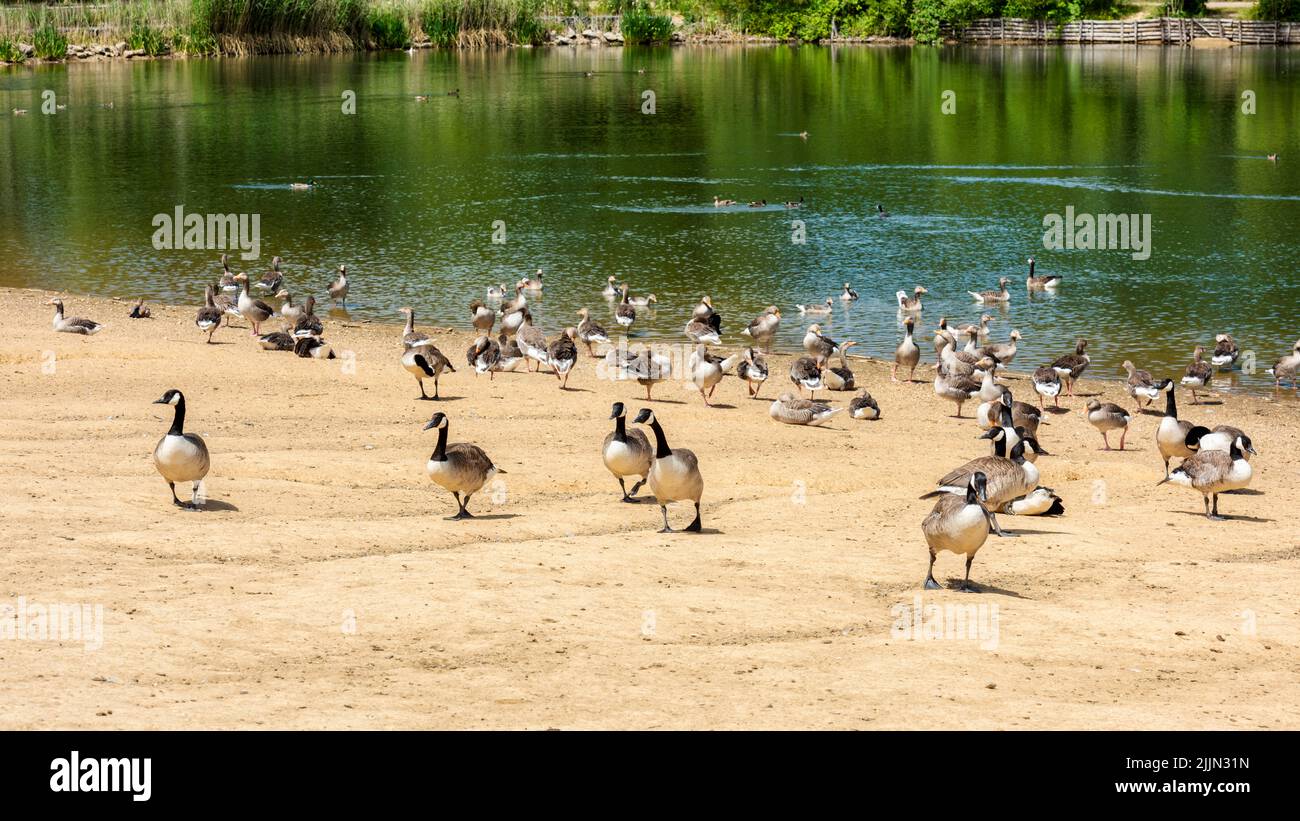 Anatre e oche in uno dei molti laghi di Haysden Park a Tonbridge, Kent, Inghilterra Foto Stock