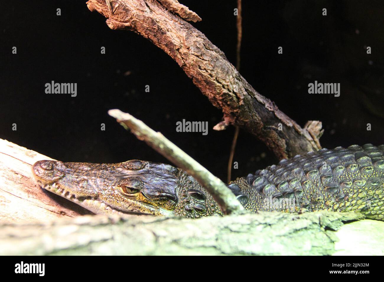 coccodrillo morelet in uno zoo di vienna (austria) Foto Stock