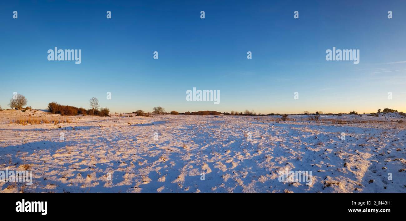 Una vista panoramica di alberi senza frondoli in un campo coperto di neve sotto un cielo blu nuvoloso al tramonto Foto Stock