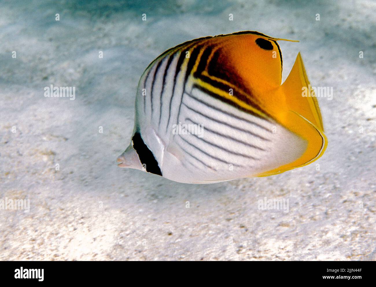 Pesce farfalla (Chaetodon auriga) in Laguna di Aitutaki, Isole Cook, Pacifico meridionale. Foto Stock