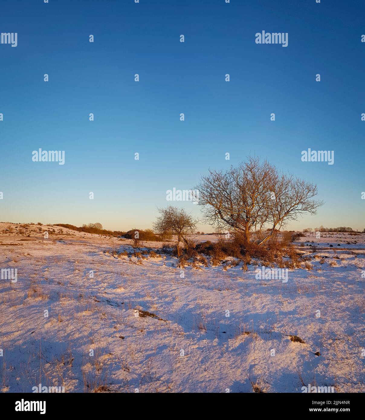 Una vista panoramica di alberi senza frondoli in un campo coperto di neve sotto un cielo blu nuvoloso al tramonto Foto Stock
