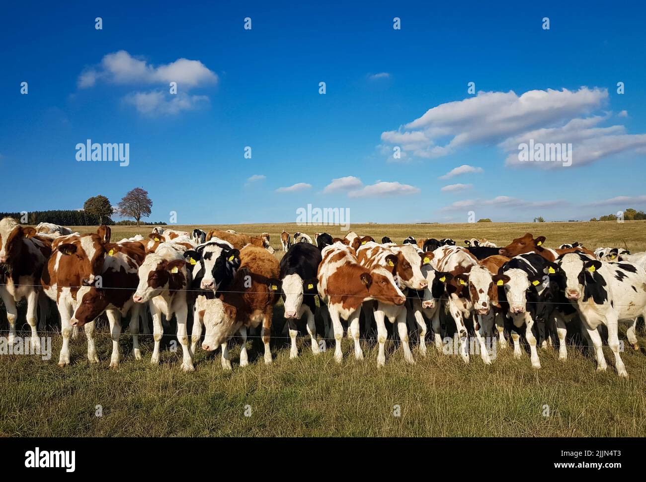 Una mandria di mucche in un campo aperto dietro un filo metallico recinto sotto un cielo blu nuvoloso Foto Stock