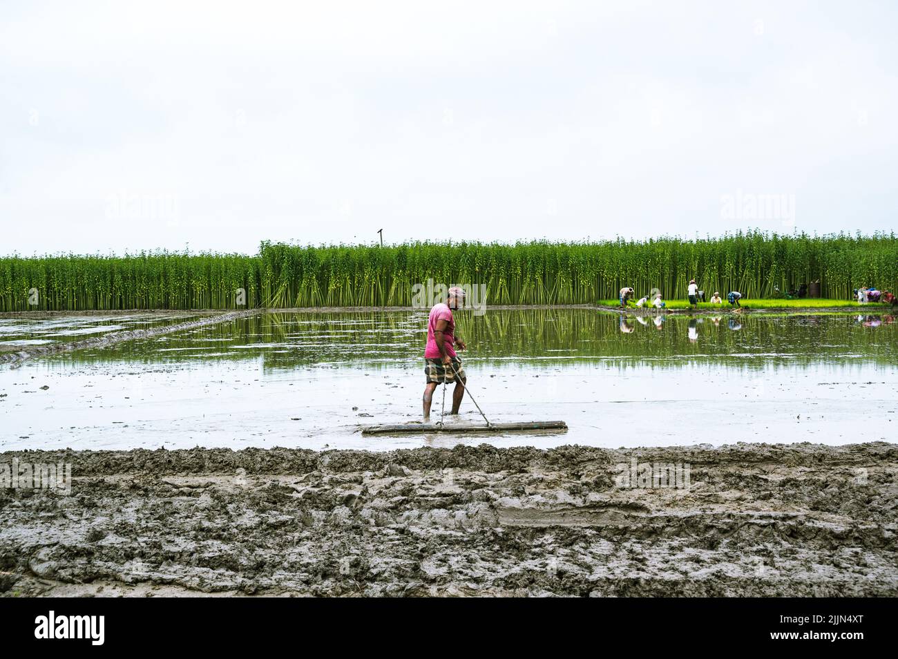 Agricoltori al lavoro, muddy della terra coltivata per piantare piantine di riso con l'aiuto di aratri a mano di bambù, trattori e acque sotterranee a Ghata Jhinuk. Bengala Occidentale, India. Foto Stock