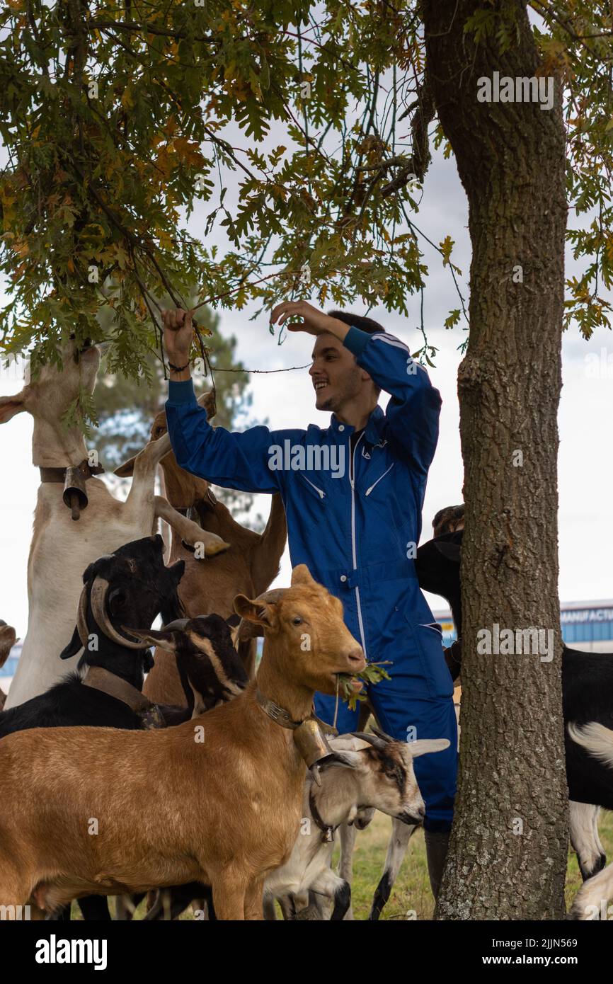 Un giovane veterinario maschio caucasico in un uniforme blu aiutare una capra mangiare rami da un albero in una fattoria Foto Stock