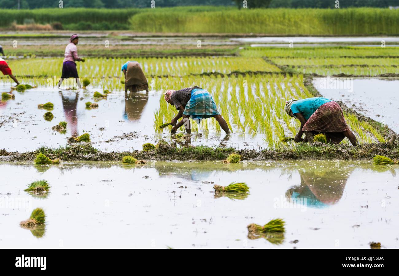 Agricoltori al lavoro, muddy della terra coltivata per piantare piantine di riso con l'aiuto di aratri a mano di bambù, trattori e acque sotterranee a Ghata Jhinuk. Bengala Occidentale, India. Foto Stock