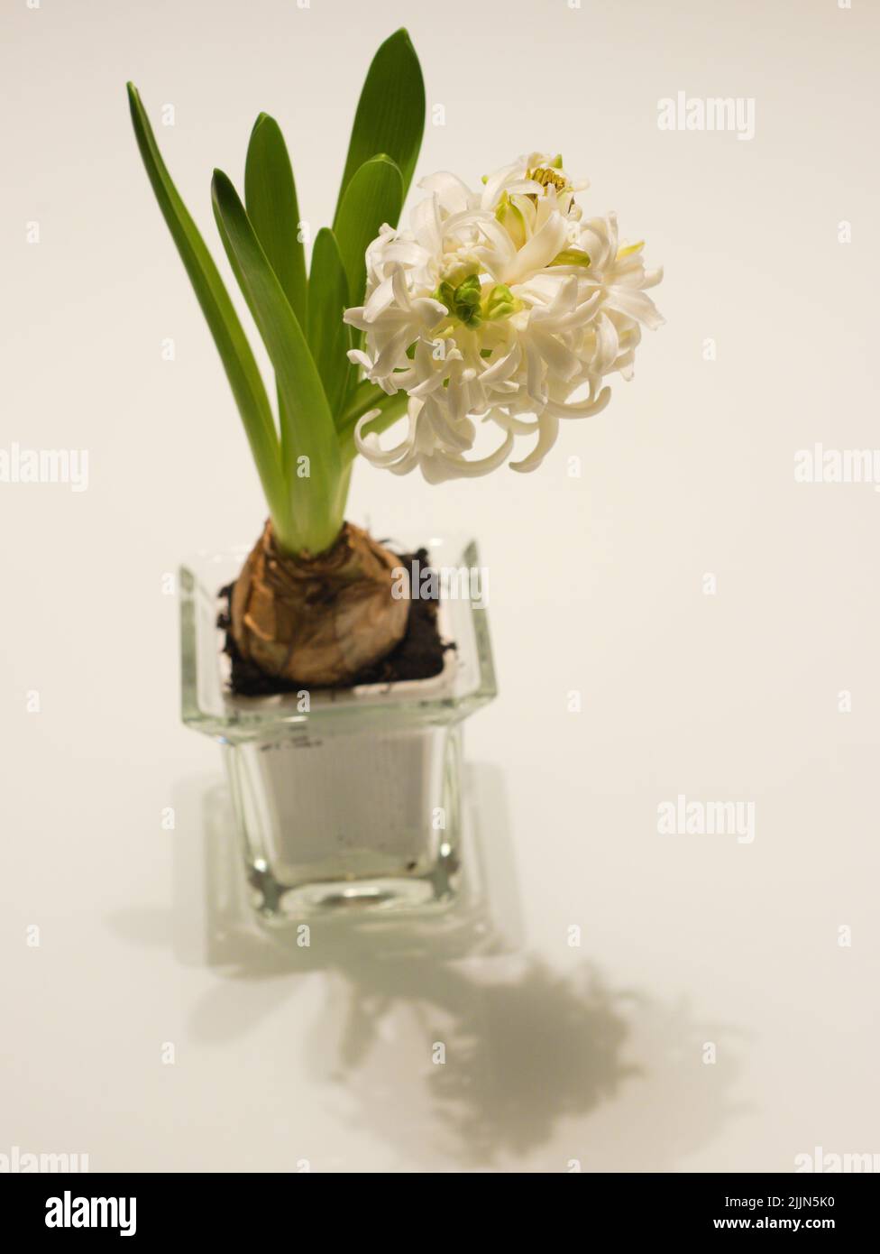 Un primo piano verticale del bianco Hyacinthus orientalis, il giacinto comune nel vaso di vetro. Foto Stock