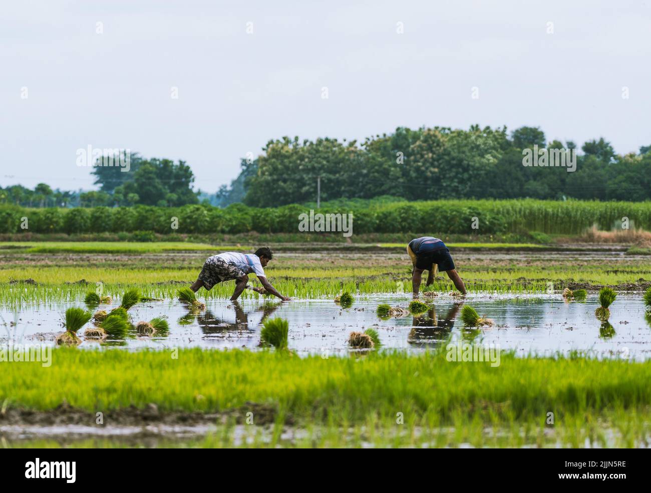 Agricoltori al lavoro, muddy della terra coltivata per piantare piantine di riso con l'aiuto di aratri a mano di bambù, trattori e acque sotterranee a Ghata Jhinuk. Bengala Occidentale, India. Foto Stock