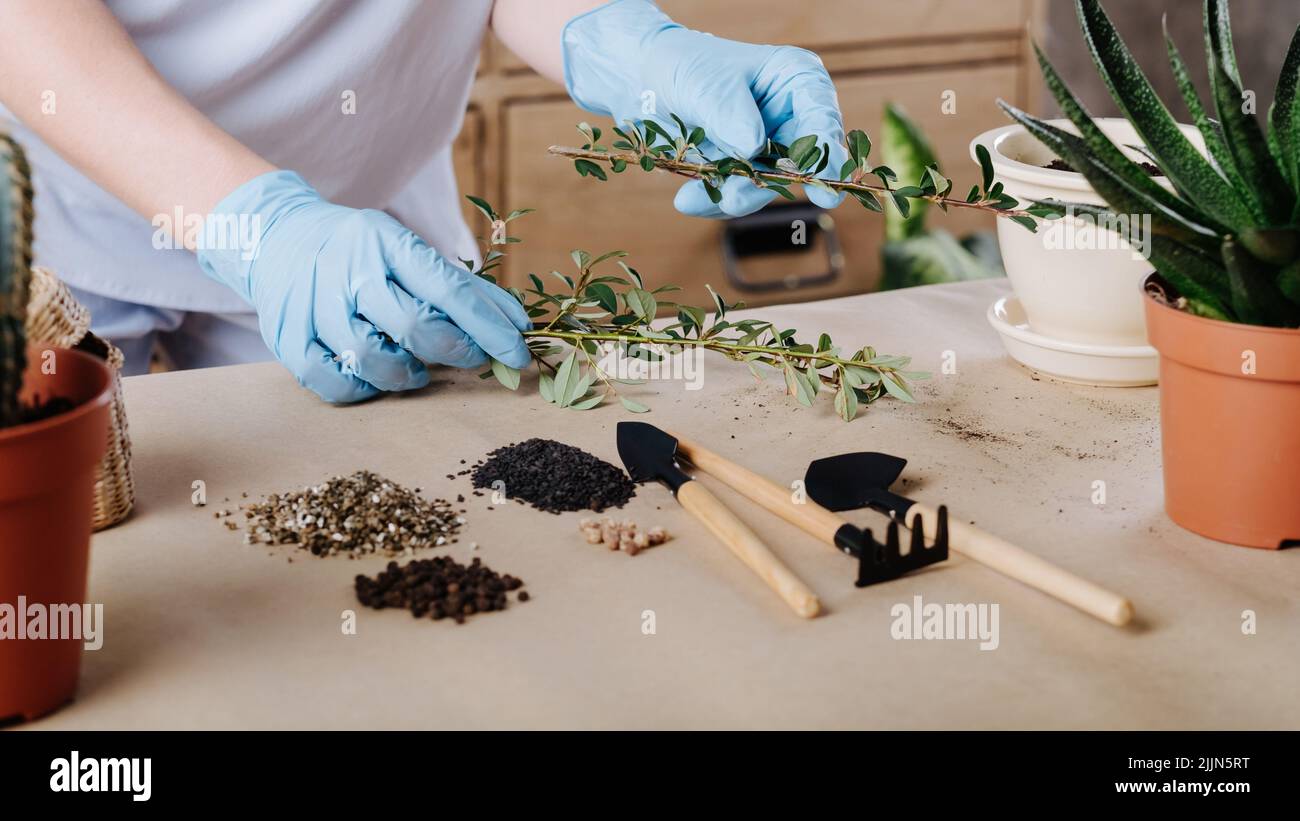 giardiniere piante verdi pentole giardinaggio hobby Foto Stock