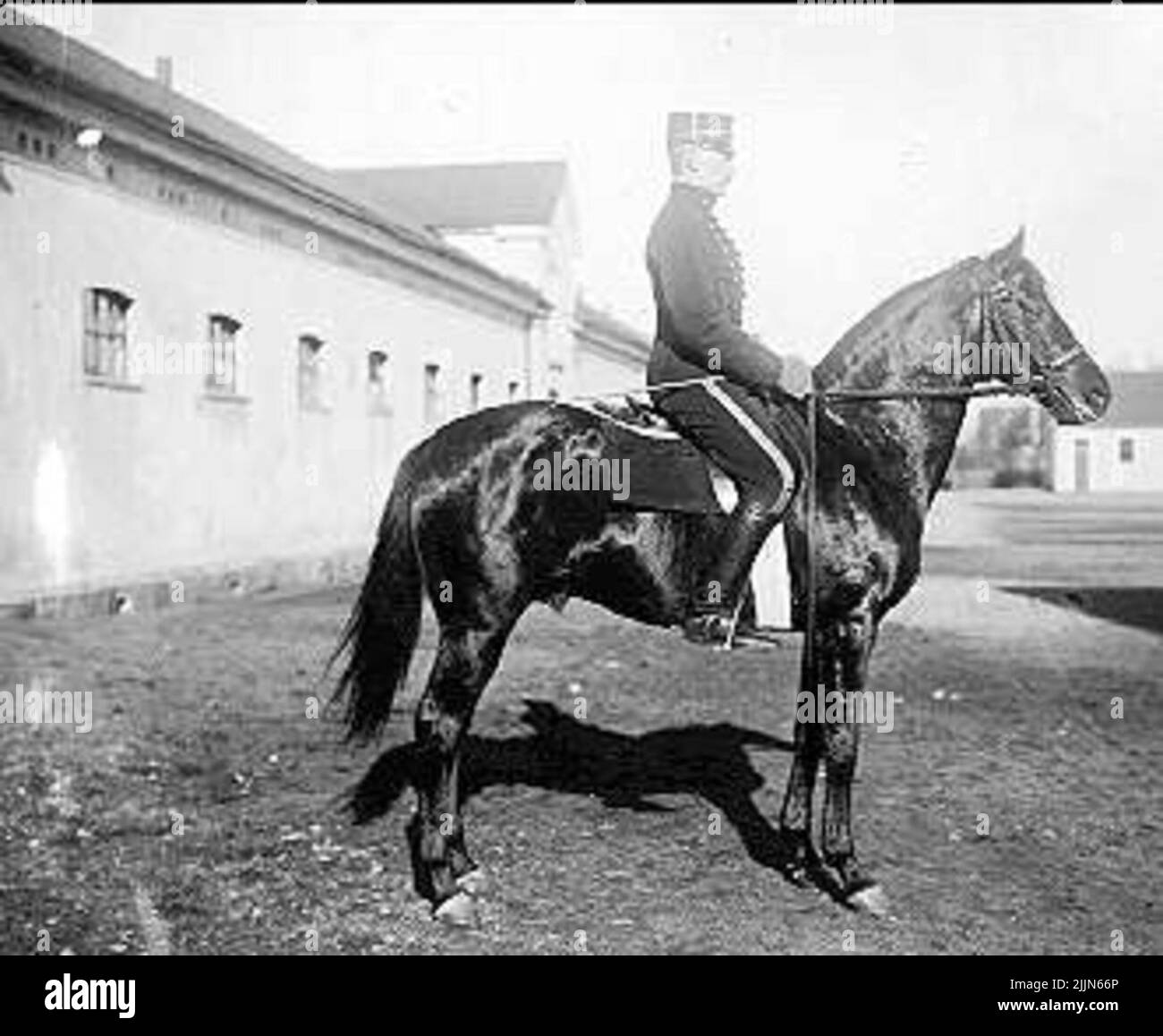 Stallion Foto Stock