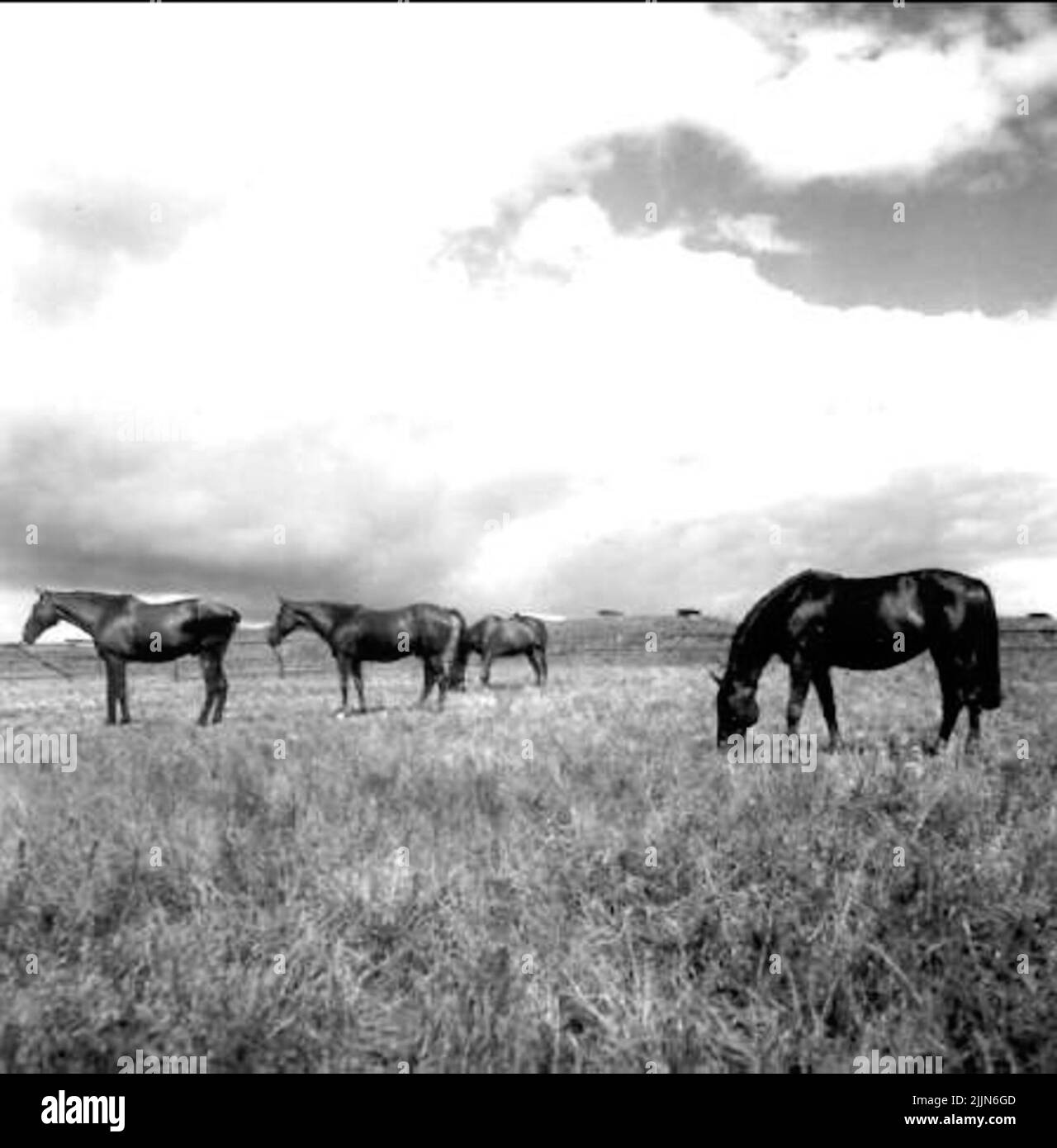La fortezza. Cavalli da pascolo. Foto Stock
