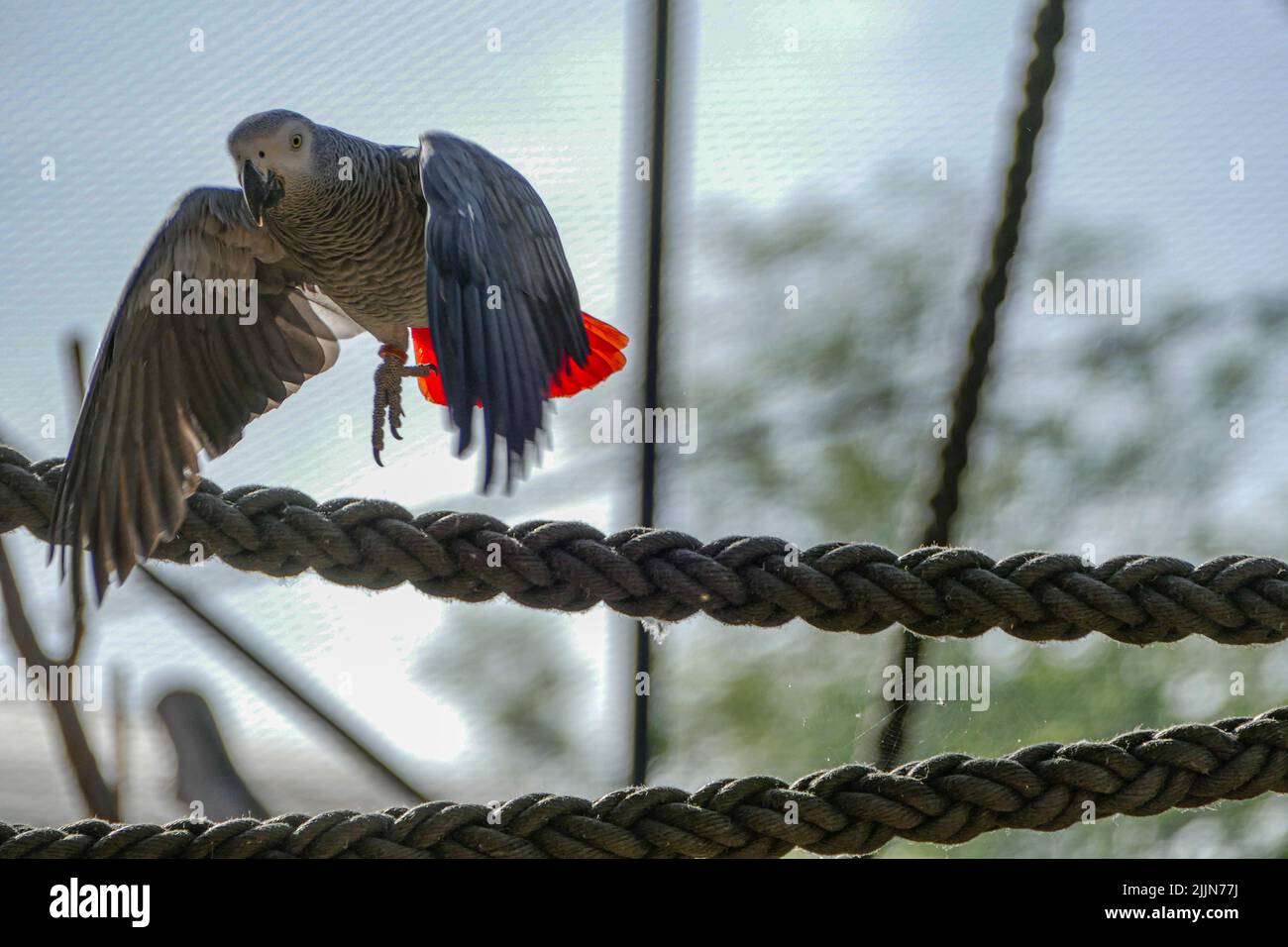 Il pappagallo grigio (Psittacus erithacus) ha appena iniziato a volare dalla corda Foto Stock