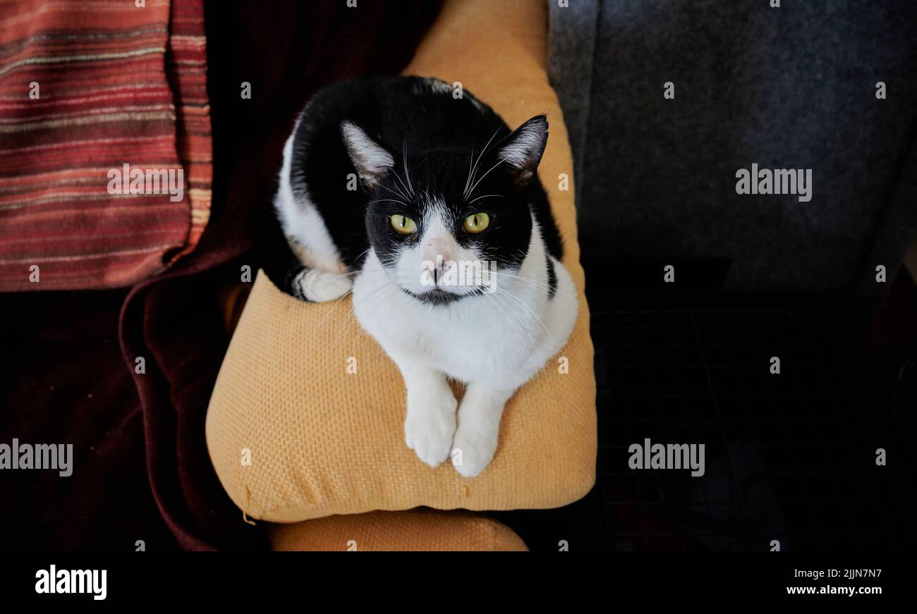 Un primo piano del carino gatto bicolore che riposa sul cuscino. Foto Stock
