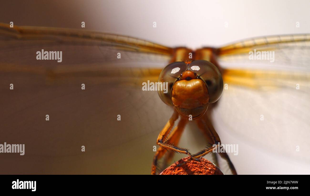 Orthetrum bleuissant Foto Stock